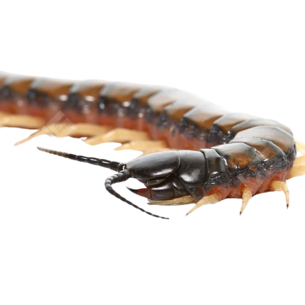Egyptian Banded Black Head Centipede