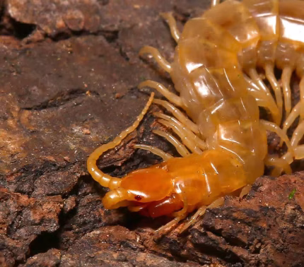 Egyptian Centipede