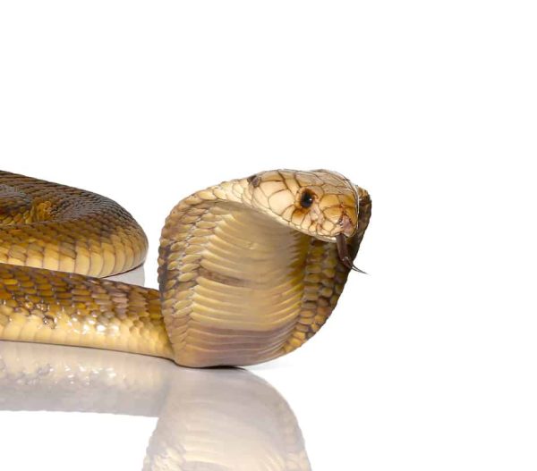 Egyptian Cobra Pair