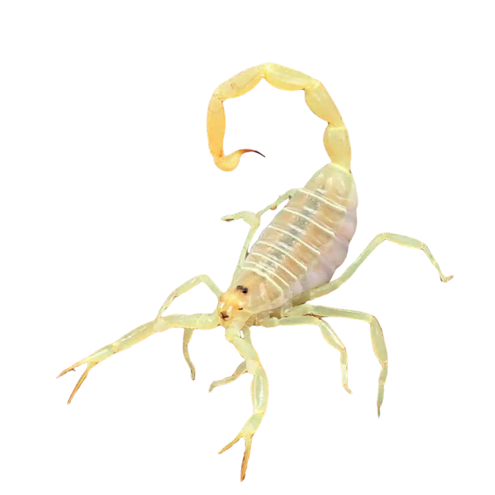 egyptian-green-scorpion (1) egyptian green scorpion 1