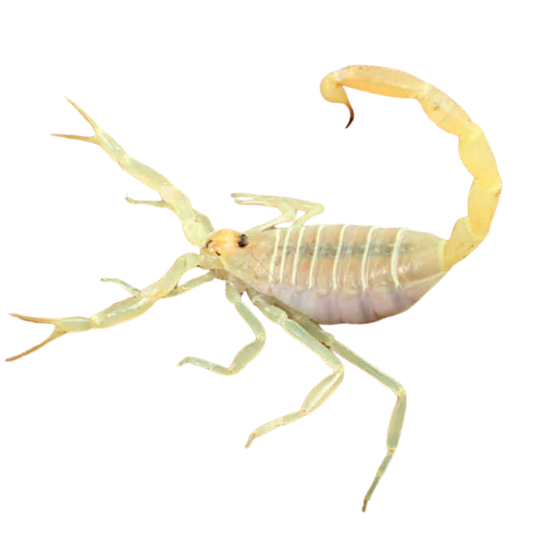 egyptian-green-scorpion (2) egyptian green scorpion 2