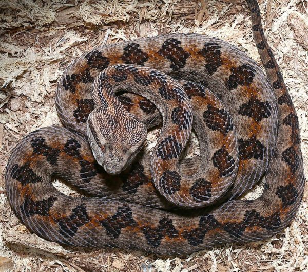Elegant Pit Viper Pair