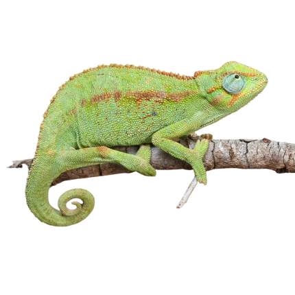 Elliot’s Chameleon