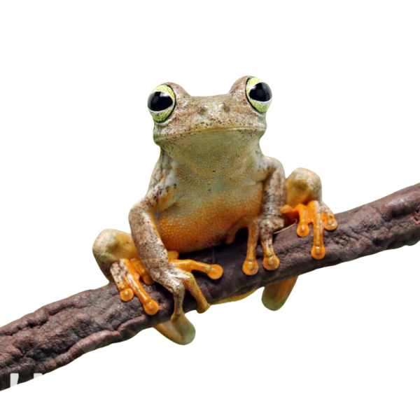 Emerald Eye Tree Frog