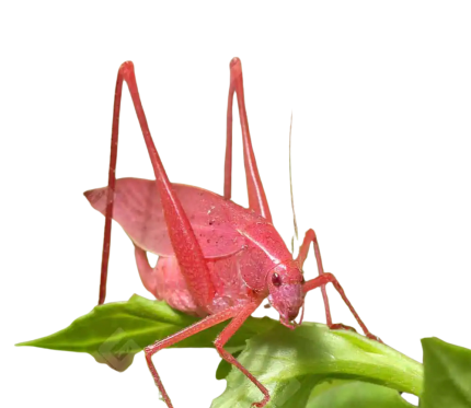 Erythristic Katydid