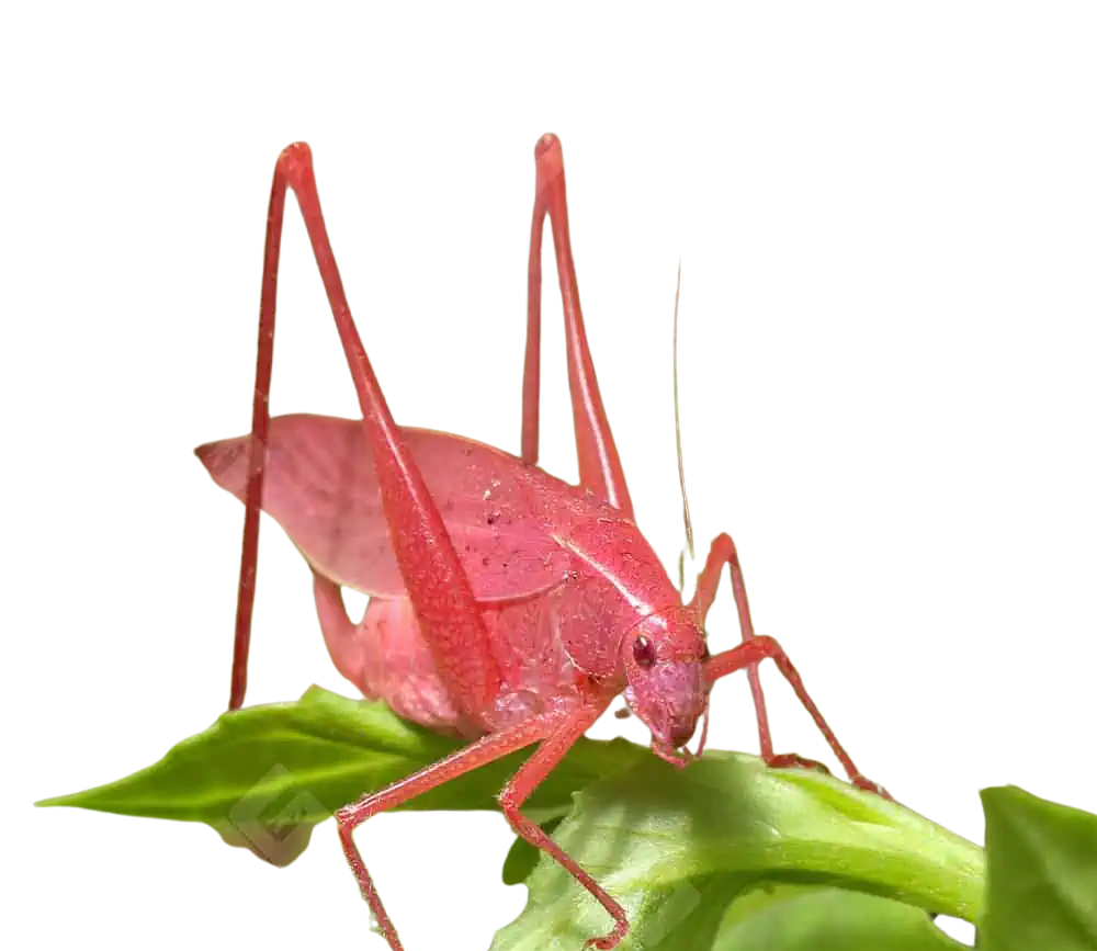 erythristic-katydid erythristic katydid e1748175425400