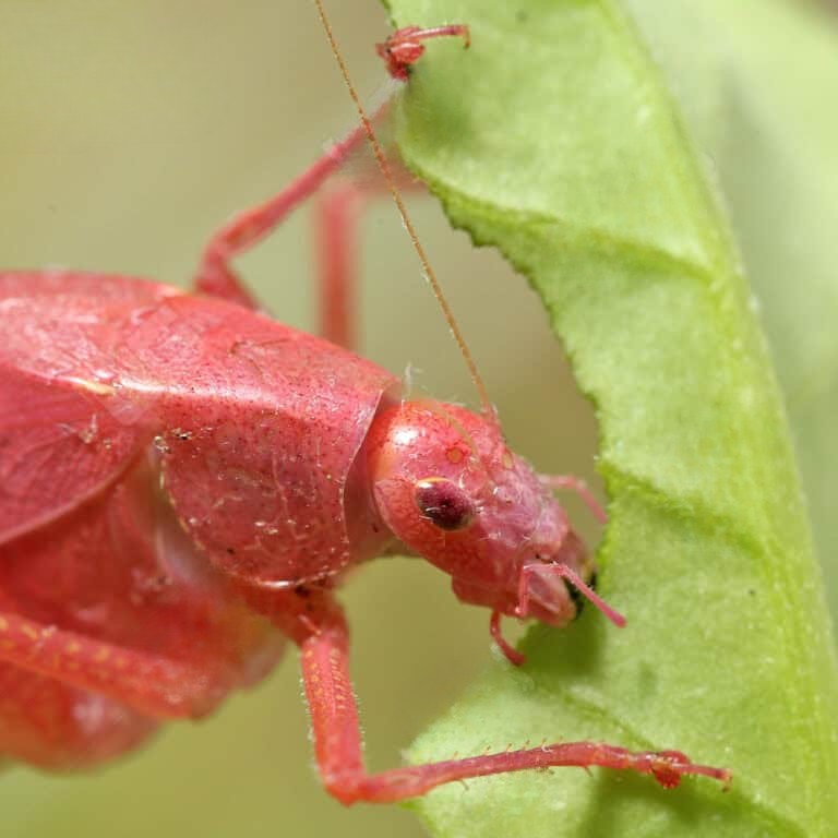erythristic-katydid erythristic katydid