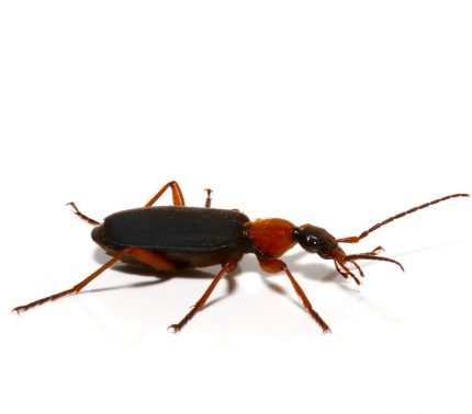 False Bombardier Beetle