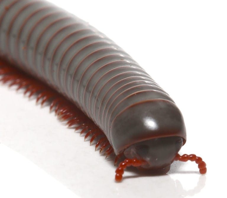 false-rainbow-millipede (1) false rainbow millipede 1 e1748170924570