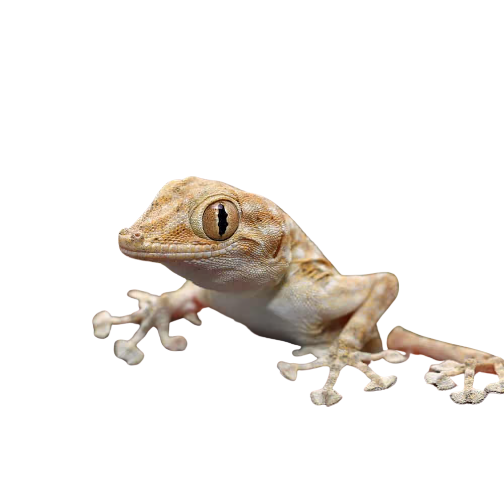 fan-foot-gecko (1) fan foot gecko 1