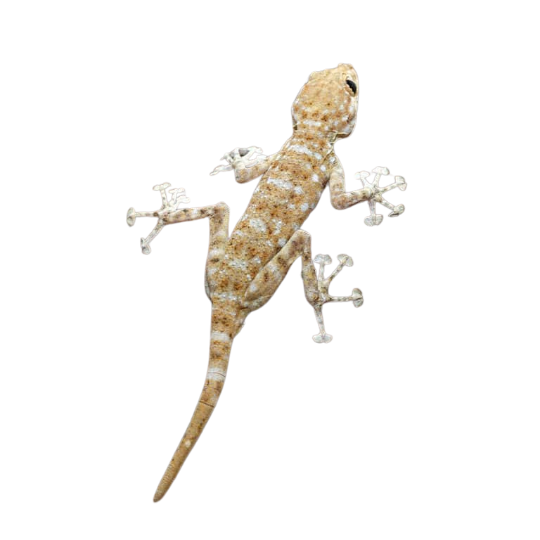 fan-foot-gecko (2) fan foot gecko 2