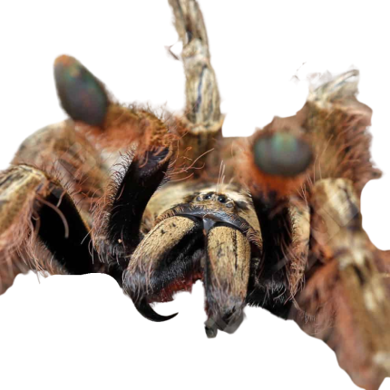 Feather Leg Baboon Tarantula (3 – 5”)