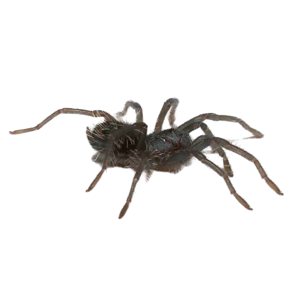 Feather Leg Wandering Spider