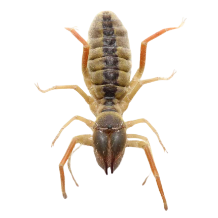 Featherleg Camel Spider