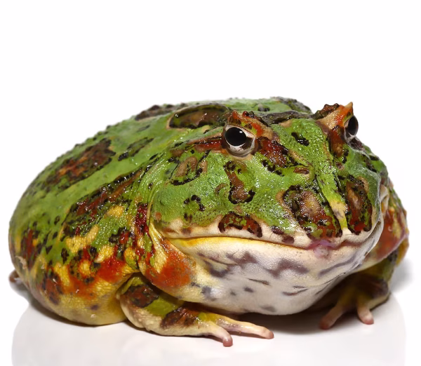 Female Adult Green Dragon Wing Pacman Frog 211g