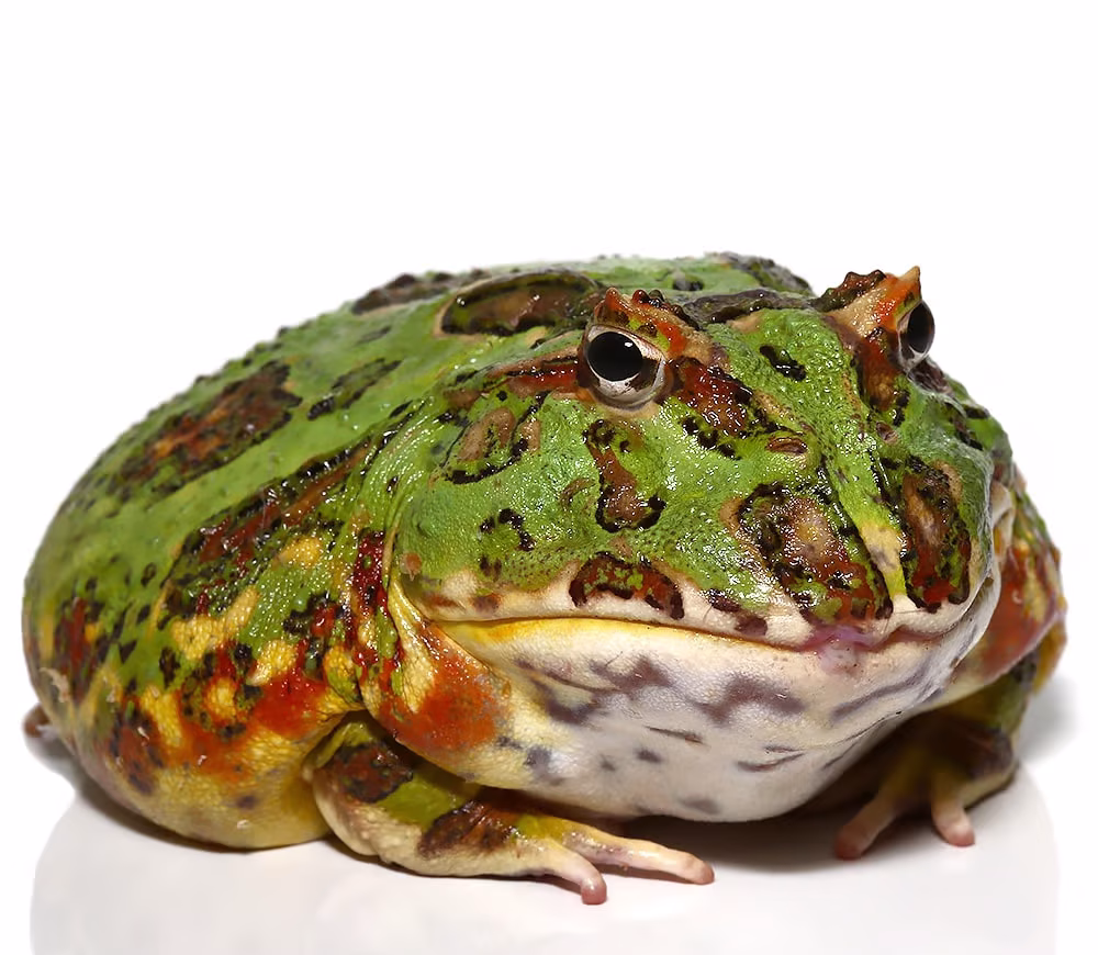 female-adult-green-dragon-wing-pacman-frog-211g female adult green dragon wing pacman frog 211g e1745690726325