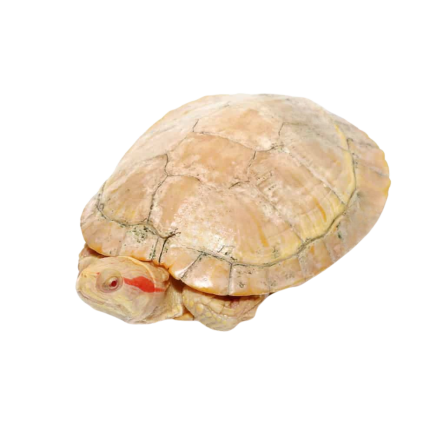 Female Albino Red Ear Slider Turtle