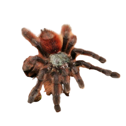Female Antilles Pinktoe Tarantula (3″)