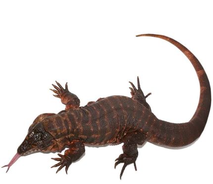 Female Argentine Red Tegu