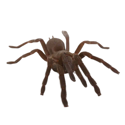 Female Australian Barking Spider