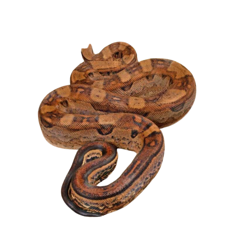 female-aztec-motley-jungle-boa (1) female aztec motley jungle boa 1