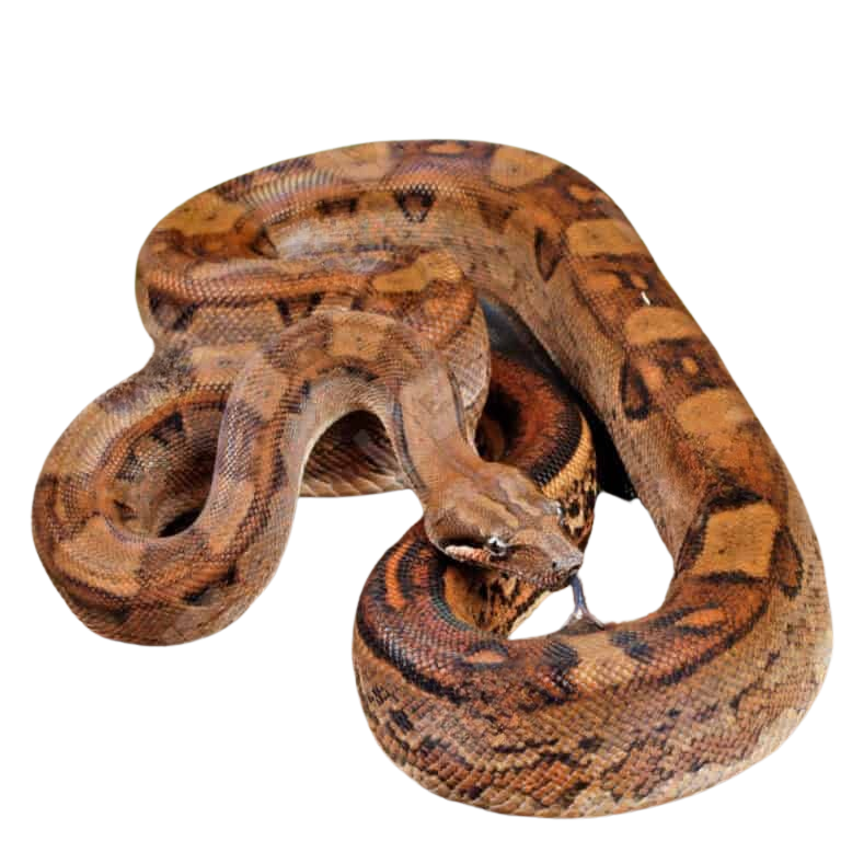 female-aztec-motley-jungle-boa (2) female aztec motley jungle boa 2