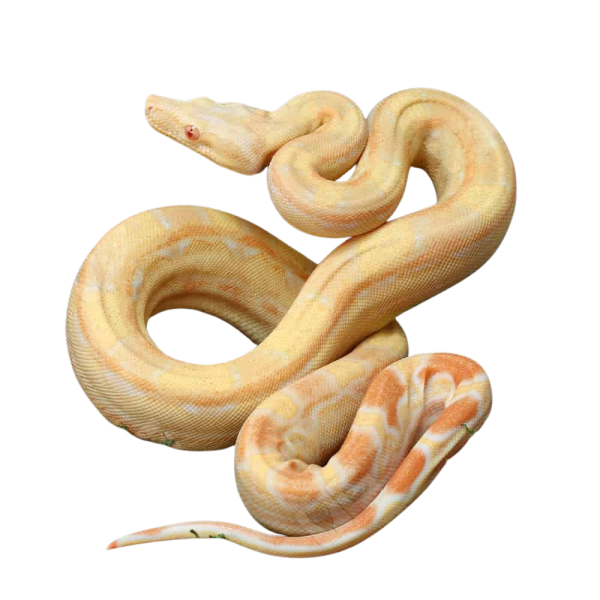 Female Aztec Pos Super Sharp Sunglow (Blue Line) Boa #B13