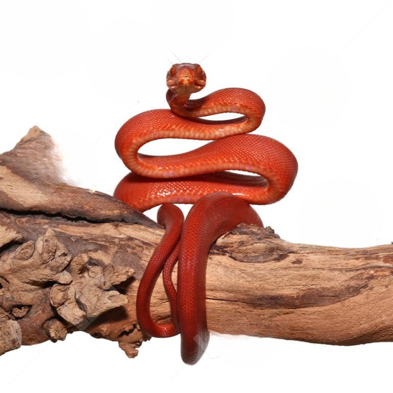 female-baby-red-colored-amazon-tree-boa female baby red colored amazon tree boa