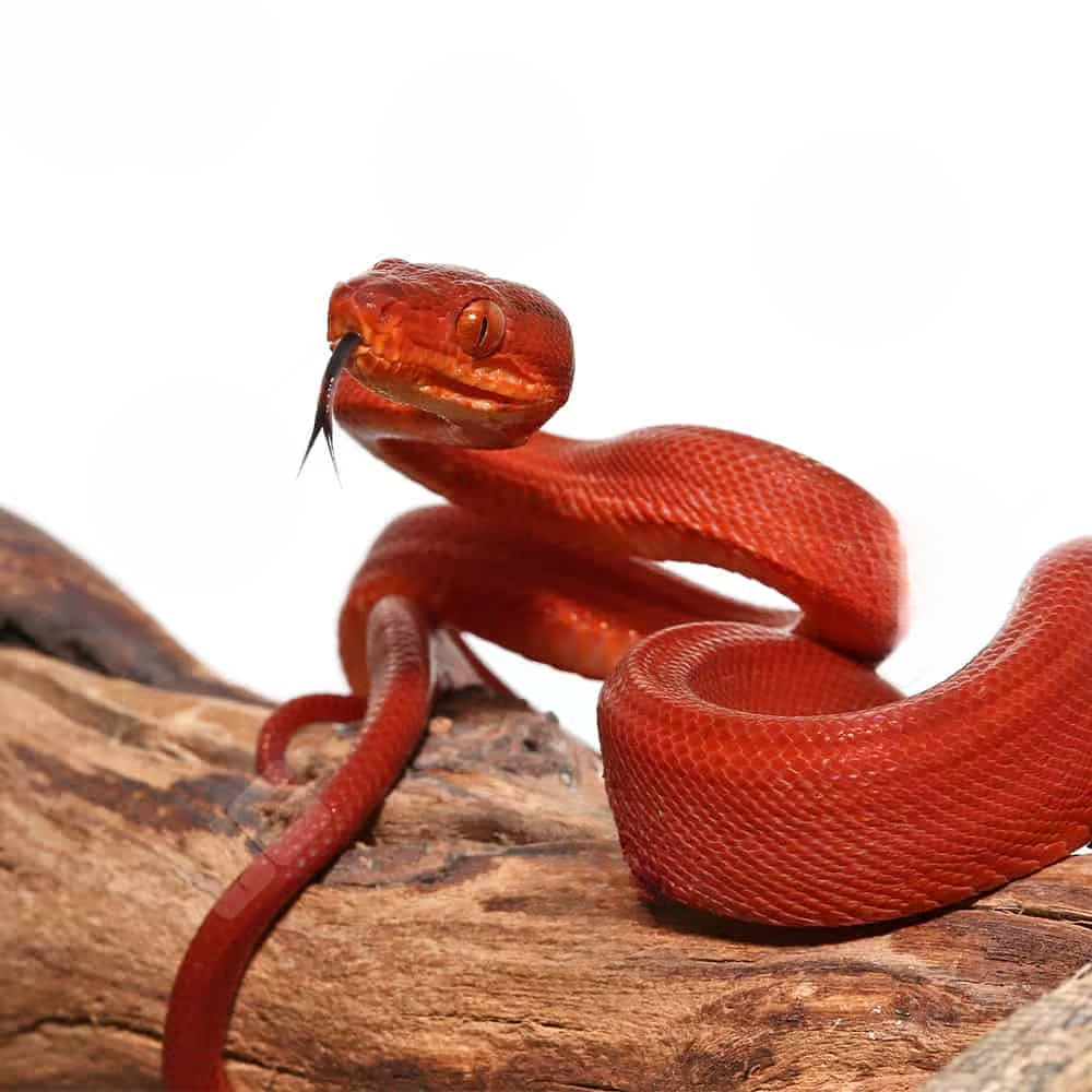 female-baby-red-colored-amazon-tree-boa female baby red colored amazon tree boa