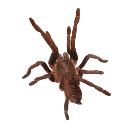 Female Benin Giant Baboon Tarantula (3 – 4″)
