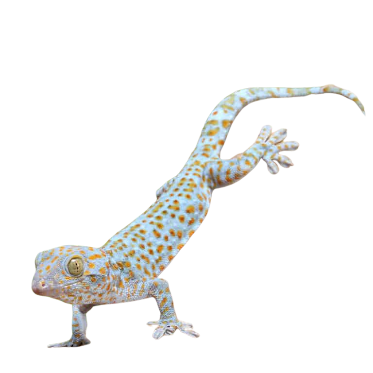 female-blue-stripe-tokay-gecko-3 (1) female blue stripe tokay gecko 3 1
