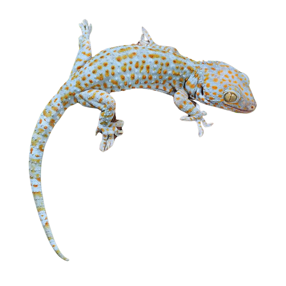 female-blue-stripe-tokay-gecko-3 (2) female blue stripe tokay gecko 3 2