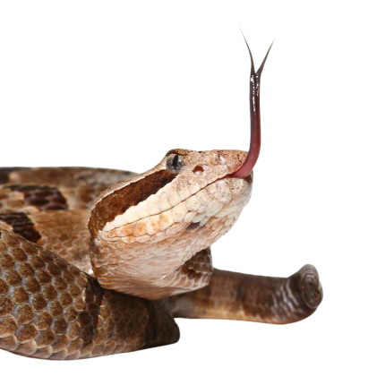 Female Durango Mountain Rattlesnake