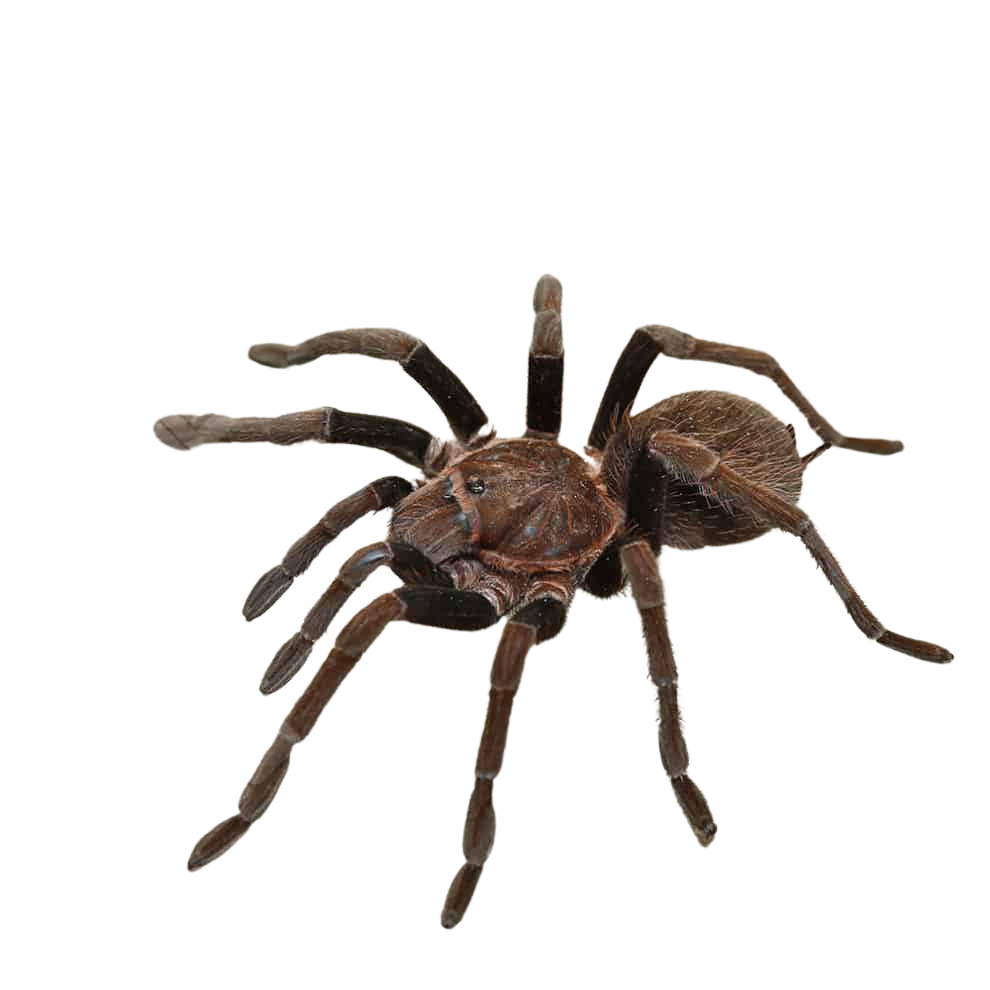 female-el-salvador-fawn-birdeater-tarantula-3-–-4 (1) female el salvador fawn birdeater tarantula 3 – 4 1