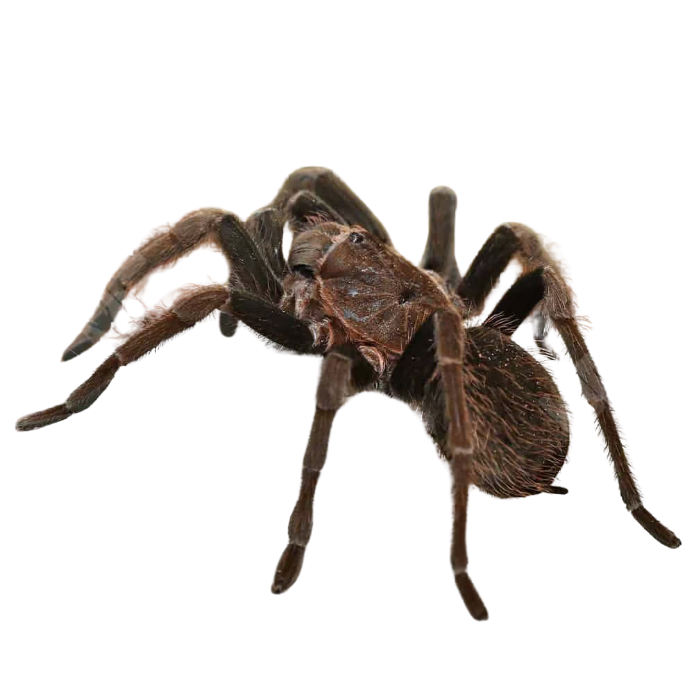female-el-salvador-fawn-birdeater-tarantula-3-–-4 (2) female el salvador fawn birdeater tarantula 3 – 4 2