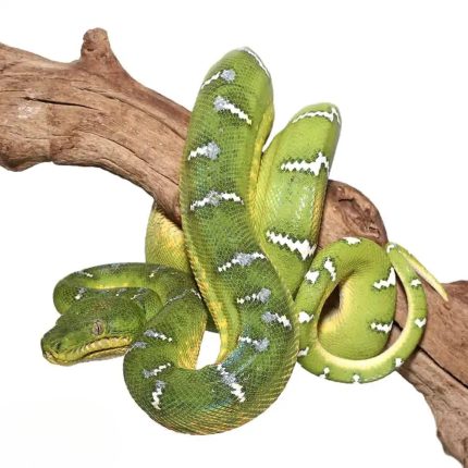 Female Emerald Tree Boa #1
