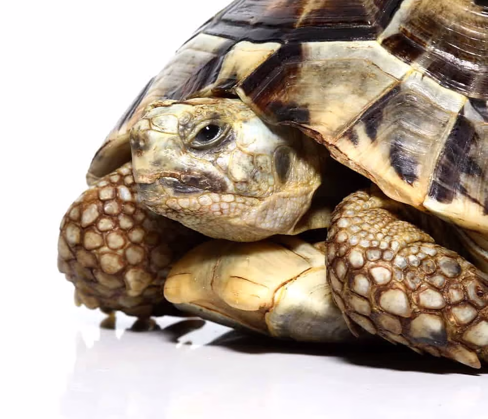 female-greek-tortoise-4 female greek tortoise 4 e1750260279684