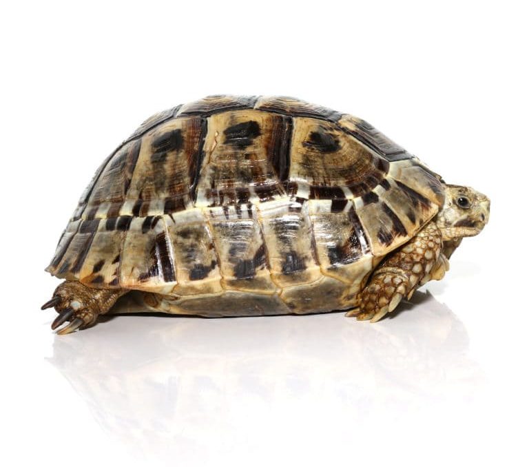 female-greek-tortoise-4 female greek tortoise 4 e1750260294825