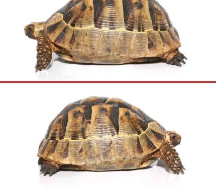Female Greek Tortoise