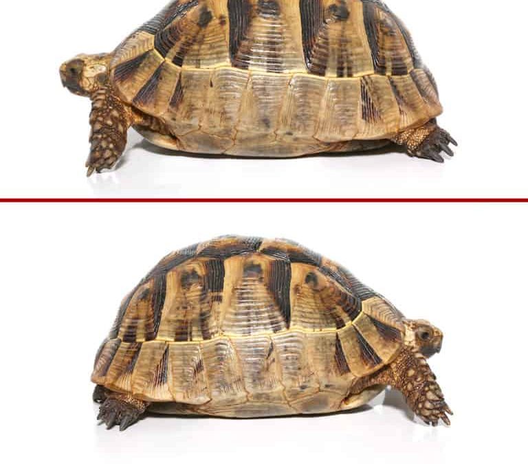 female-greek-tortoise female greek tortoise e1750259274941