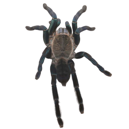 Female Green Femur Cobalt Blue Tarantula (4 – 5”)
