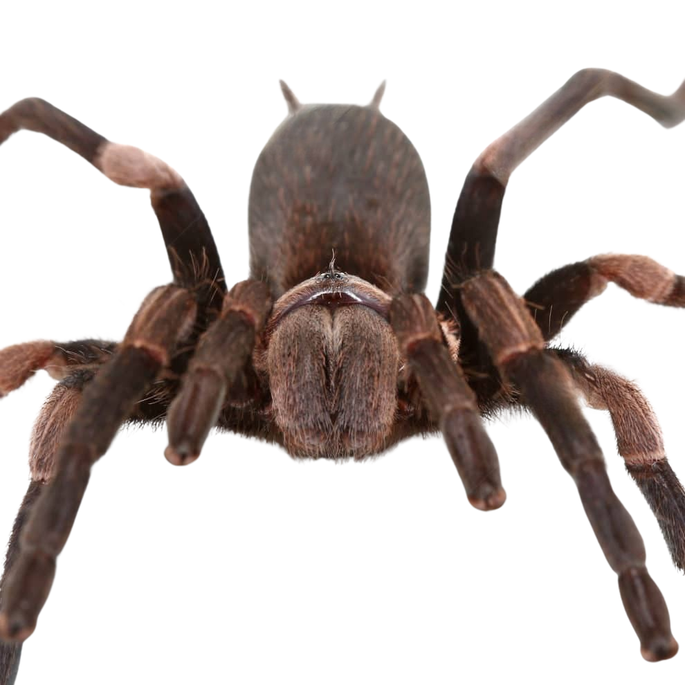 female-himalayan-earth-tiger-tarantula-2-–-3″ (1) female himalayan earth tiger tarantula 2 – 3″ 1