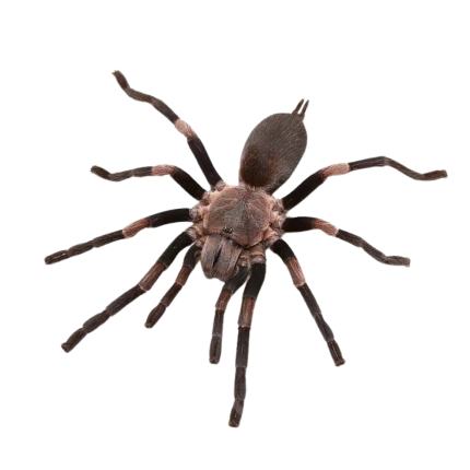Female Himalayan Earth Tiger Tarantula (2 – 3″)