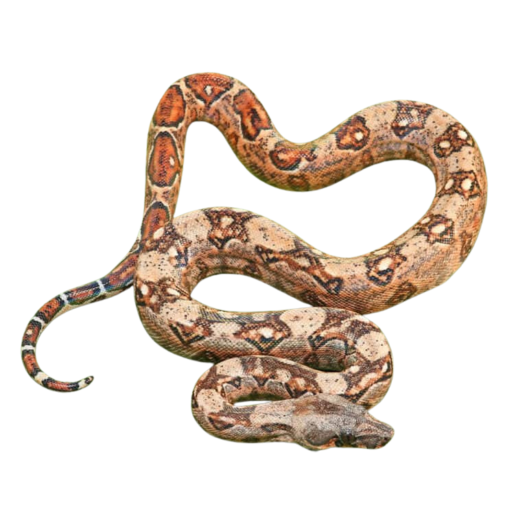 female-hypo-mystique-pos-het-blood-gilbert-t-boa-b32 (2) female hypo mystique pos het blood gilbert t boa b32 2