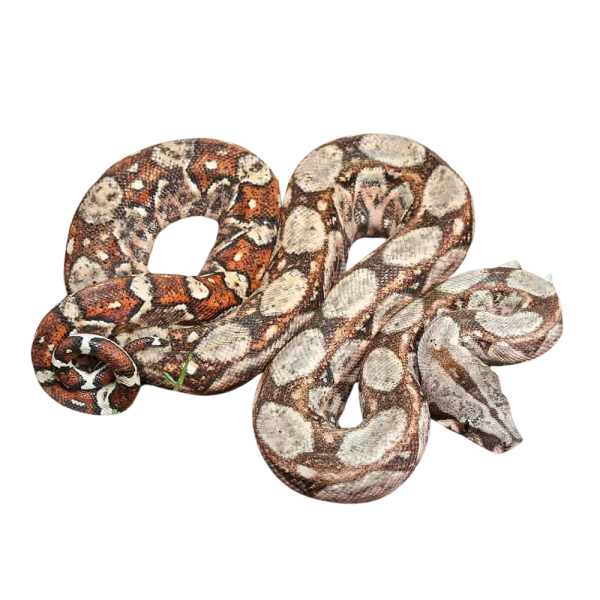 Female Hypo Onyx 50% Het Gilbert T+ Central American Boa #B22