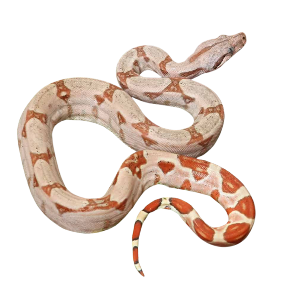 Female Hypo VPI T+ Boa #B83