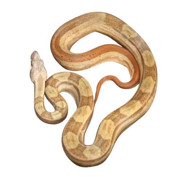 Female Jungle Motley Hypo Double Het VPI T+ Anery 1 (VPI T+ Snow) Central American Boa (#B21)