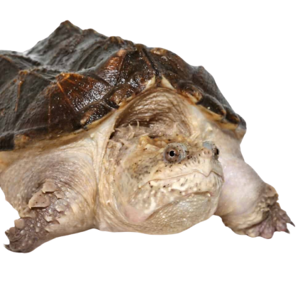 Female Juvenile Florida Snapping Turtle