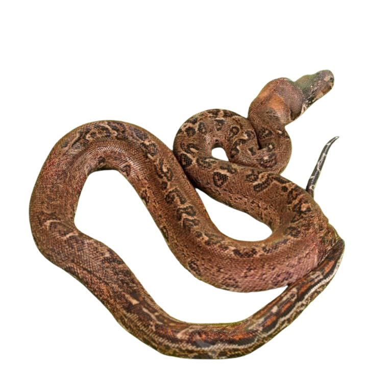 female-leopard-66-het-costa-rican-t-leopard-boa-b88 (1) female leopard 66 het costa rican t leopard boa b88 1