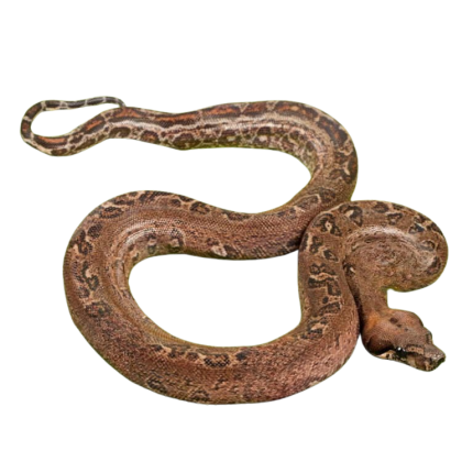 Female Leopard 66% Het Costa Rican T+ Leopard Boa #B88